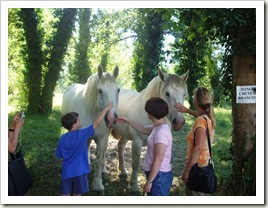 white horses
