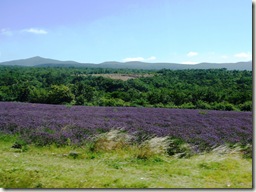 Lavender fields in France