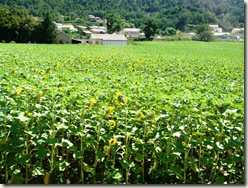 Sunflower Fields in France