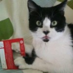 caught caught 150x150 Homage to a Kitty...