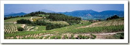 Vaison_La_ville_vigne
